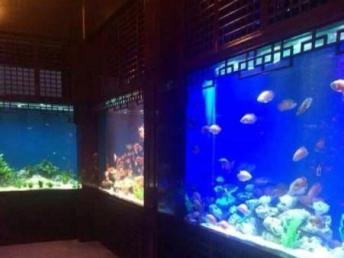 上海大型海鮮魚缸制作設計工廠與影視節目策劃 花鳥魚蟲市場的跨界融合